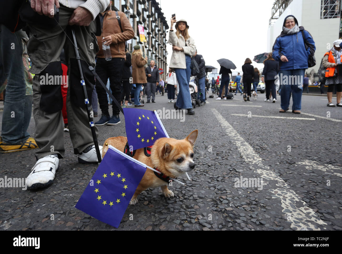 Londres, Royaume-Uni. 04 Juin, 2019. Un chien avec des drapeaux de l'UE promenades autour de Westminster. Le Président a rencontré le Premier ministre lors de sa visite d'état du Royaume-Uni. Donald Trump, visite d'État, Downing Street, Londres, Royaume-Uni le 4 juin 2019. Crédit : Paul Marriott/Alamy Live News Banque D'Images