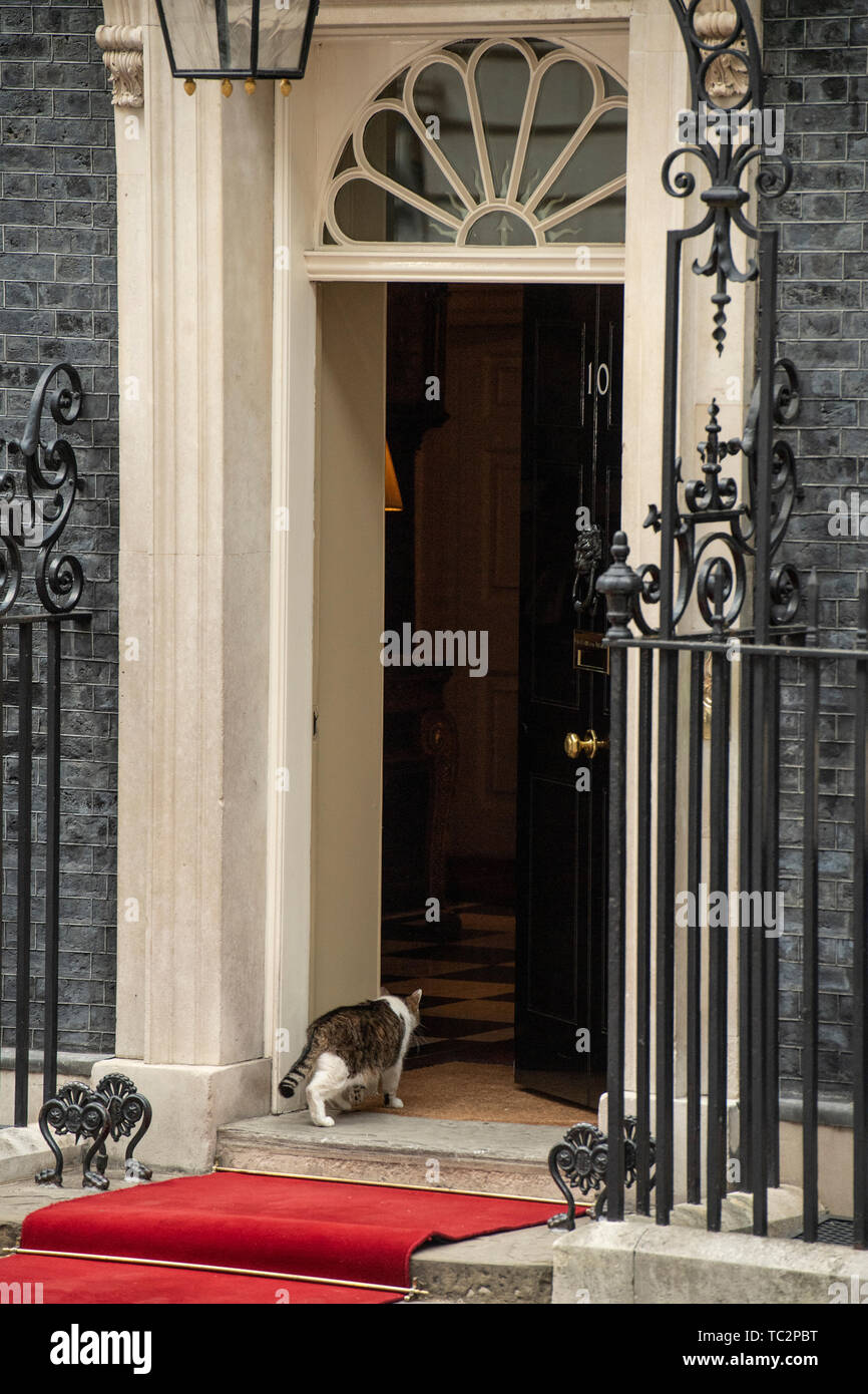 Londres, Royaume-Uni. 4 juin, 2019. Larry le chat entrer 10 Downing Street sur le deuxième jour du président américain et de la Première Dame de trois jours de visite d'État. Gary Mitchell/Alamy Live News. Banque D'Images