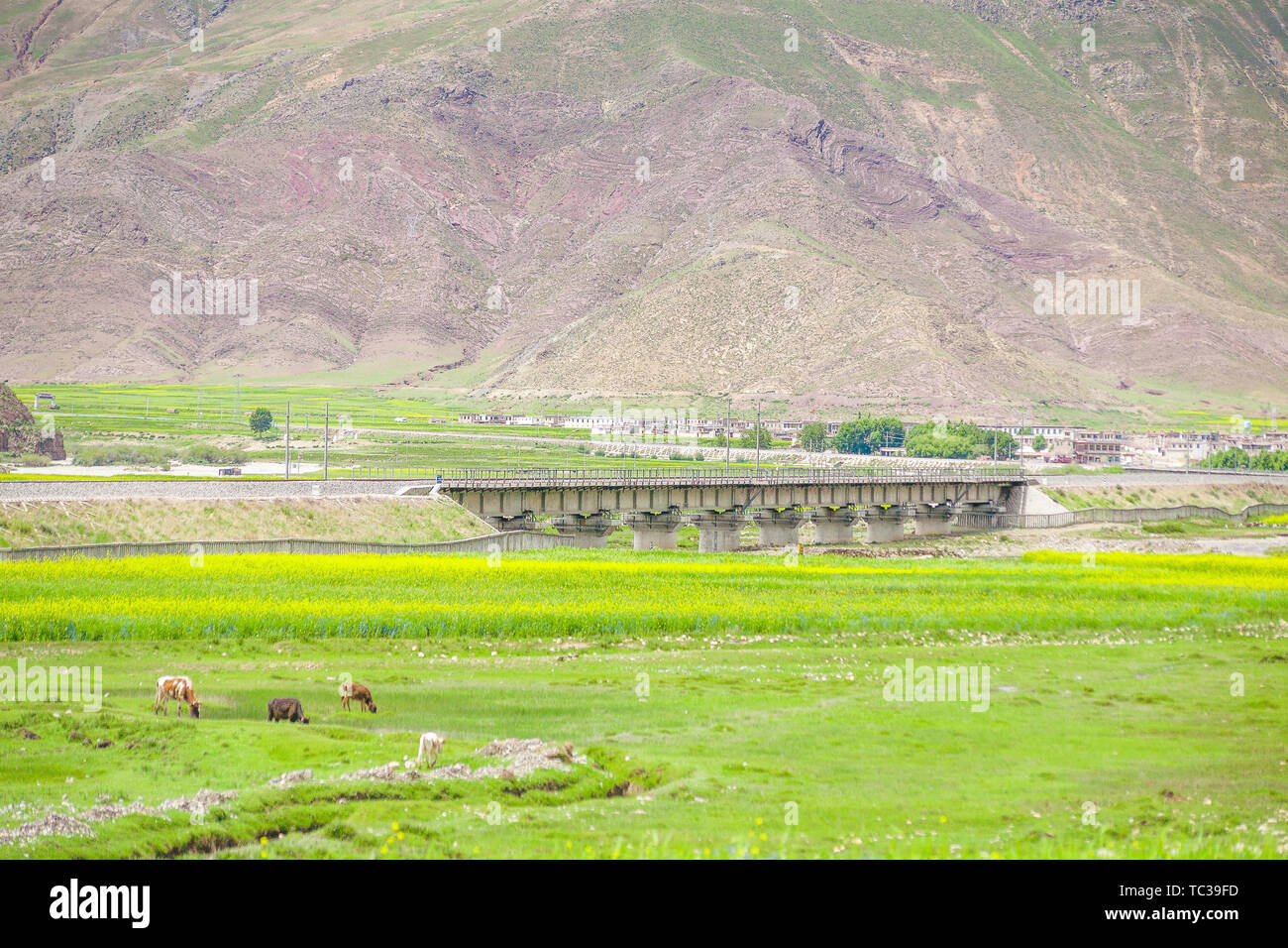 En été, la ligne Qinghai-Tibet traverse le champs agricoles dans la vallée de la rivière. Banque D'Images