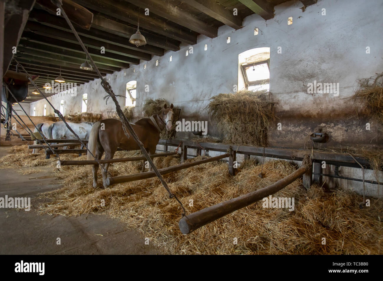 Chevaux en grange traditionnelle dans les régions rurales de la Hongrie. Banque D'Images