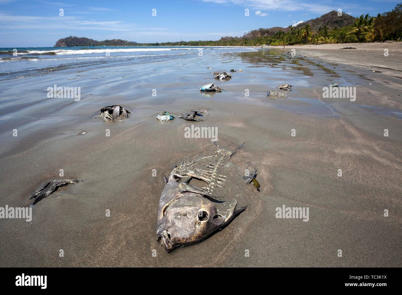 Les poissons morts gisant échouée sur la plage de sable fin, Playa Samara, Samara, Péninsule de Nicoya, Province de Guanacaste, Costa Rica Banque D'Images Les poissons morts gisant échouée sur la plage de sable fin, Playa Samara, Samara, Péninsule de Nicoya, Province de Guanacaste, Costa Rica Banque D'Images