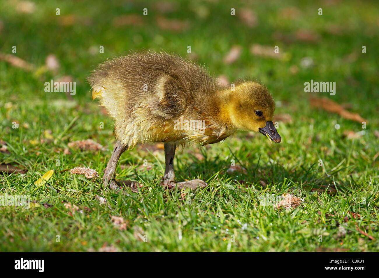 Oie cendrée (Anser anser), mange de l'herbe, l'enfant, Allemagne Banque D'Images