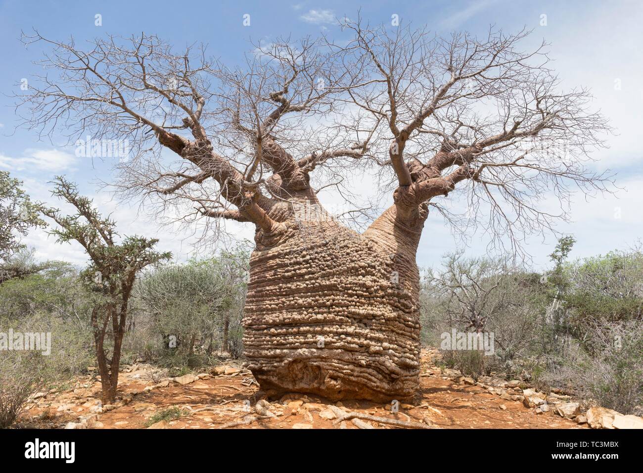 Vieux Baobab (Adansonia rubrostipa), appelé parc national de Tsimanampetsotsa, Grandmother-Baobab, Madagascar Banque D'Images