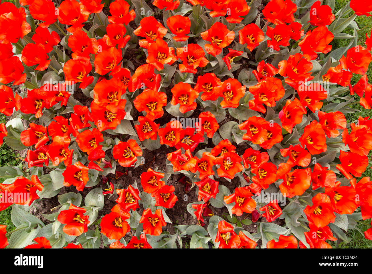 Image de super rouge fleurs tulipes dans un jardin de printemps Banque D'Images