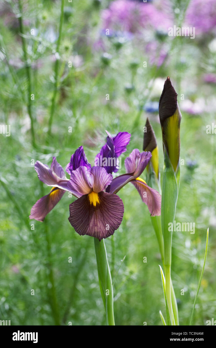 Iris hollandica 'Black Beauty' fleur au printemps. Banque D'Images