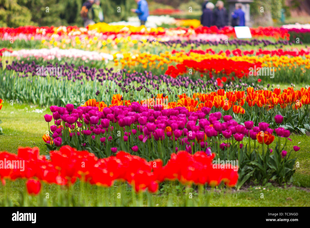 Image de fleurs tulipes dans un parc durant le festival des tulipes Banque D'Images