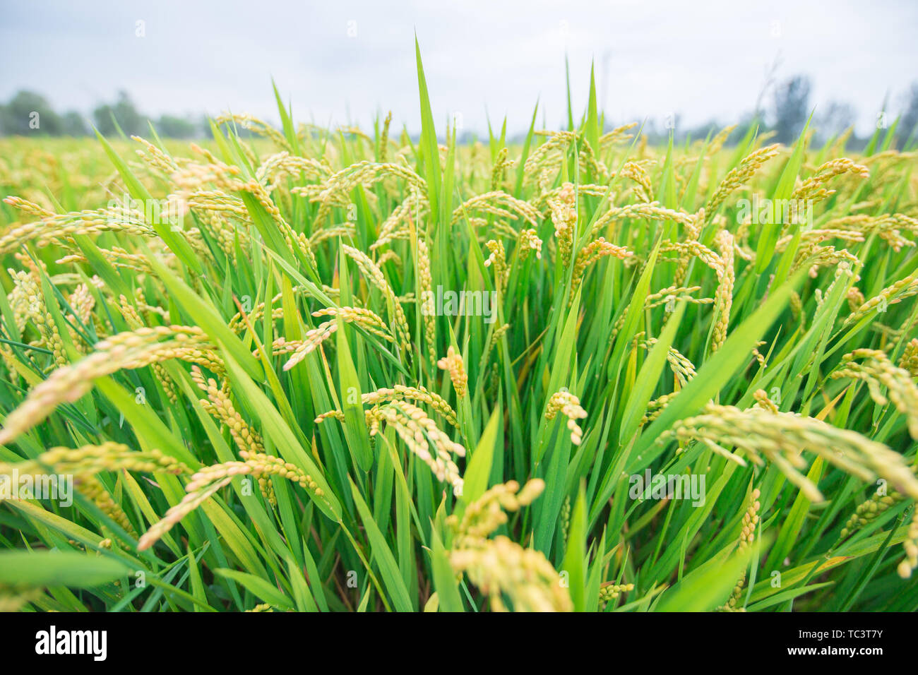 Recolte Riz Rice harvesting Banque de photographies et d’images à haute résolution ...