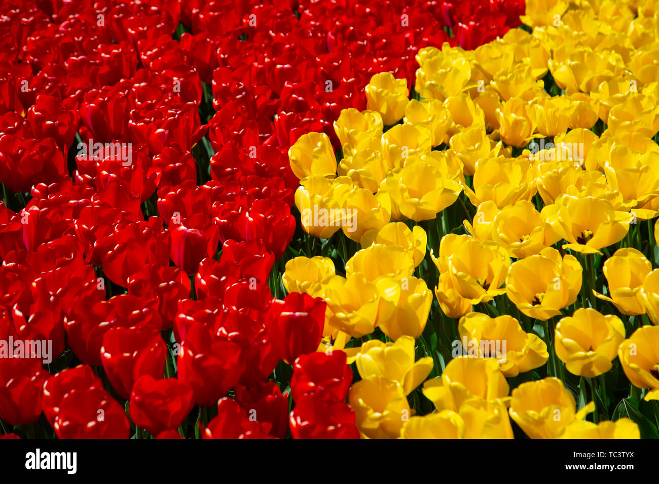 Image de fond de jaune et rouge printemps tulipe Banque D'Images