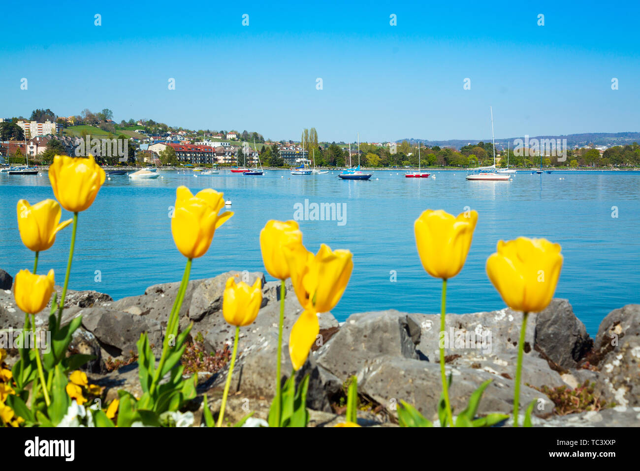 Voiliers dans le port de Lausanne sur le Lac Léman Banque D'Images