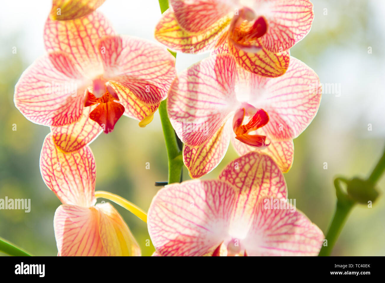 Orchidée fleur fleur rose et jaune. Orchidée Phalaenopsis. Concept Floral.  Astuces d'orchidées. Comment prendre soin des orchidées à l'intérieur. La  plupart des plantes communément cultivées. Fleurs orchidées close up Photo  Stock -