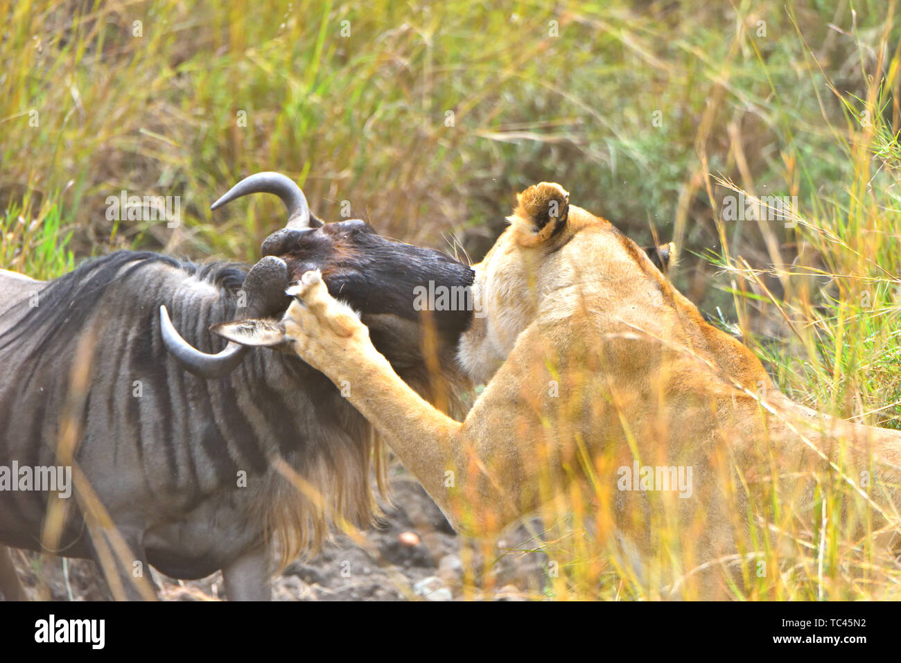 Chasse au Lion le gnou, représentée dans le Masai Mara Banque D'Images
