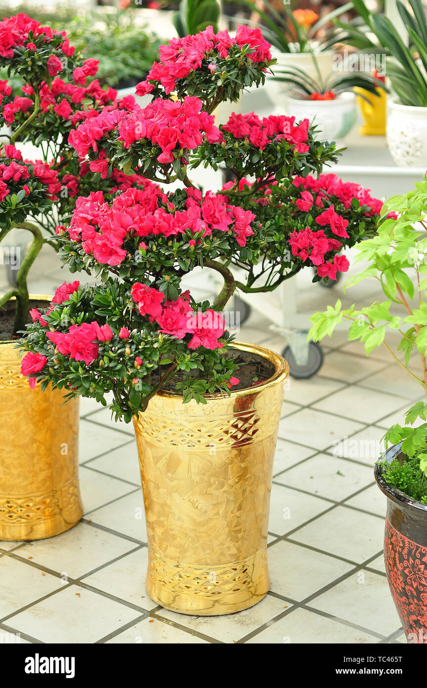 Des paysages EN POT Rhododendron Banque D'Images