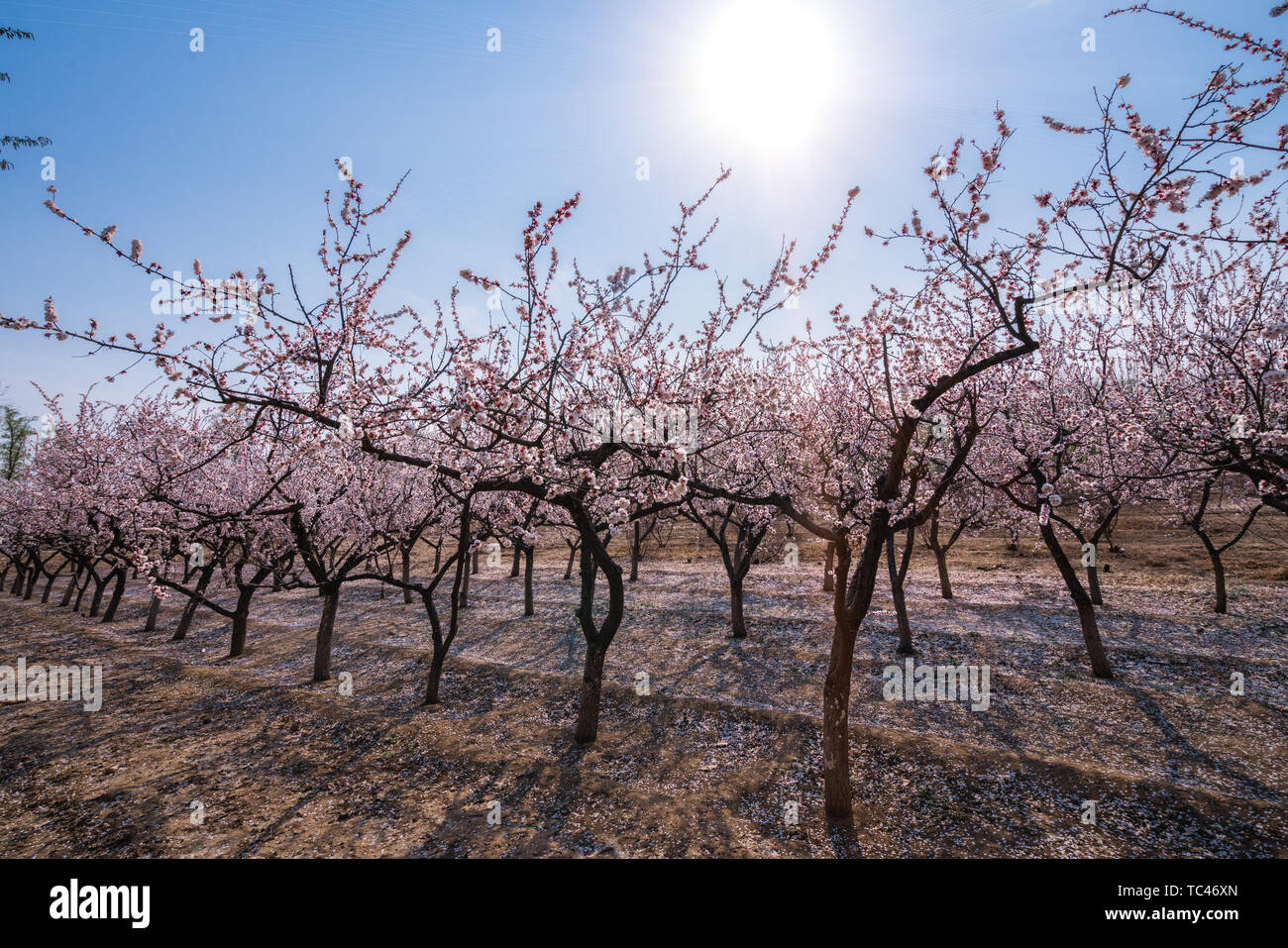 Fleurs De Cerisiers En Fleurs Banque d'image et photos - Alamy