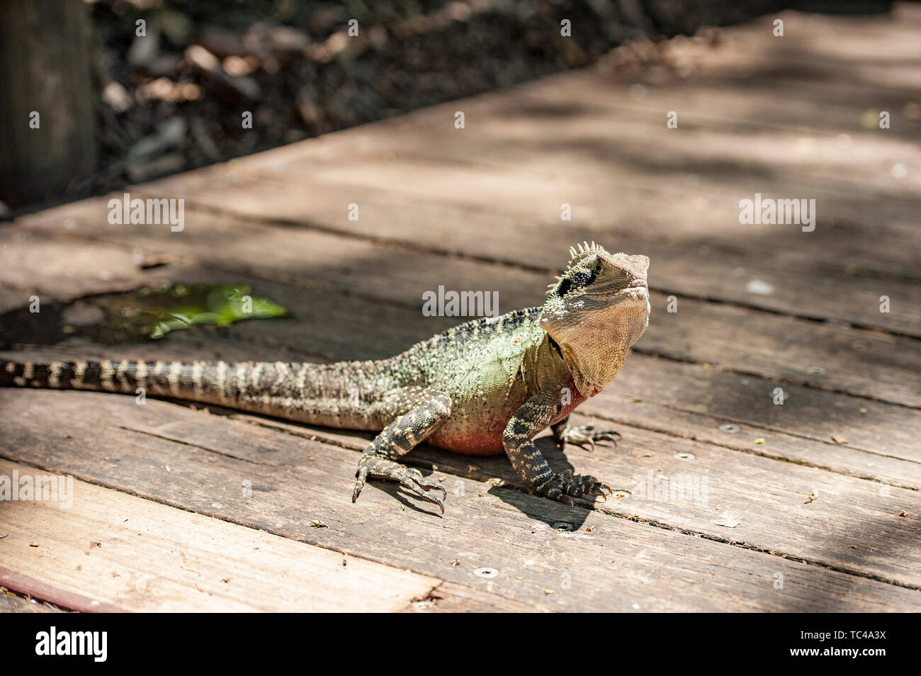 Lézard. Banque D'Images