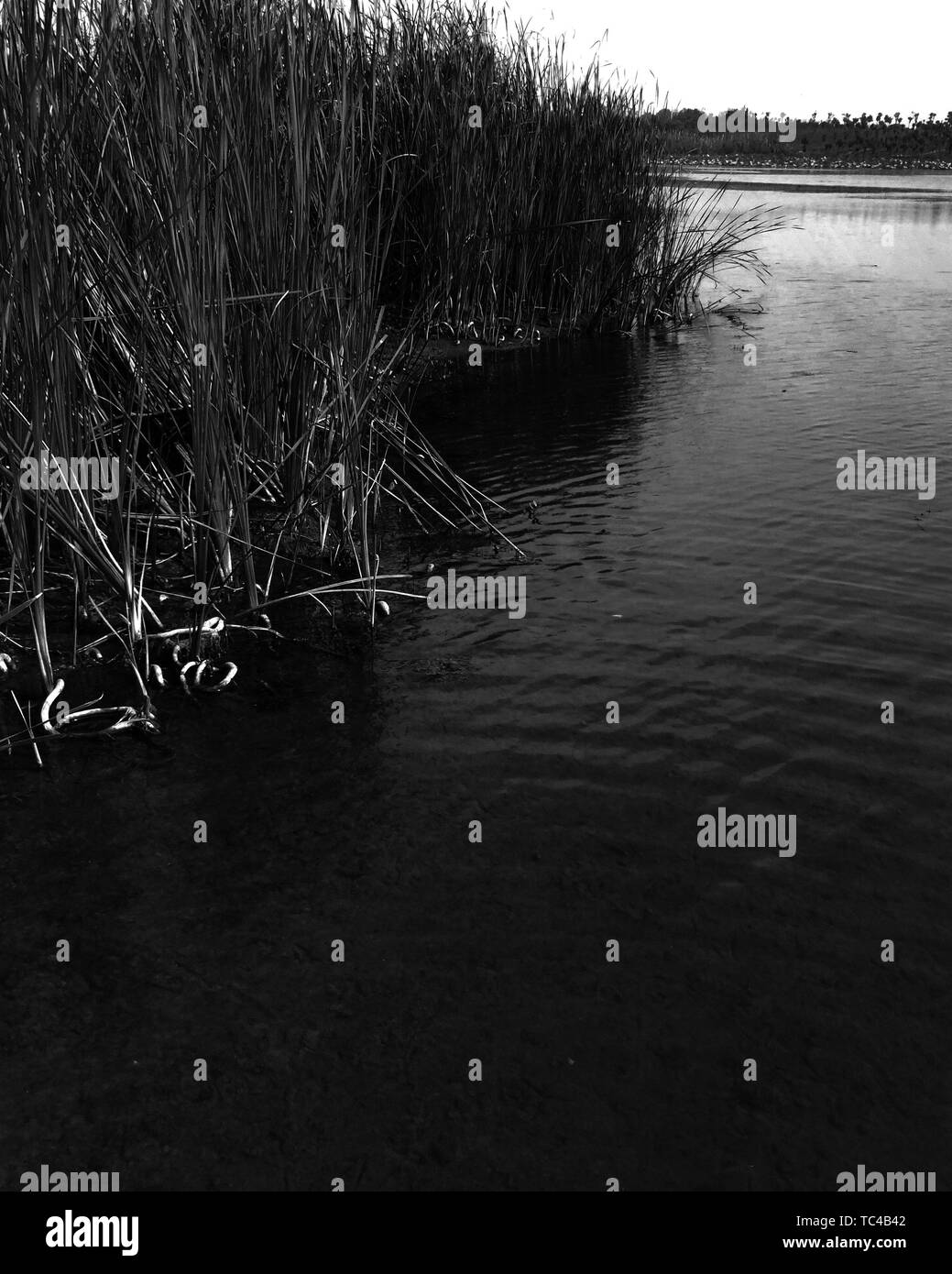 Paysage fluvial avec des roseaux Banque d'images noir et blanc Alamy