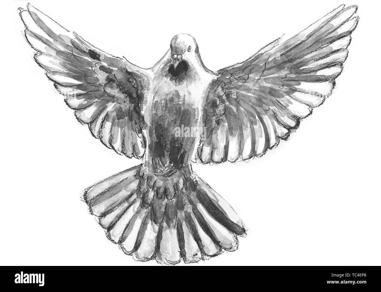 L'aquarelle numérique illustration de pigeon dans des tons de gris, symbole de l'Esprit Saint, isolé sur fond blanc Banque D'Images