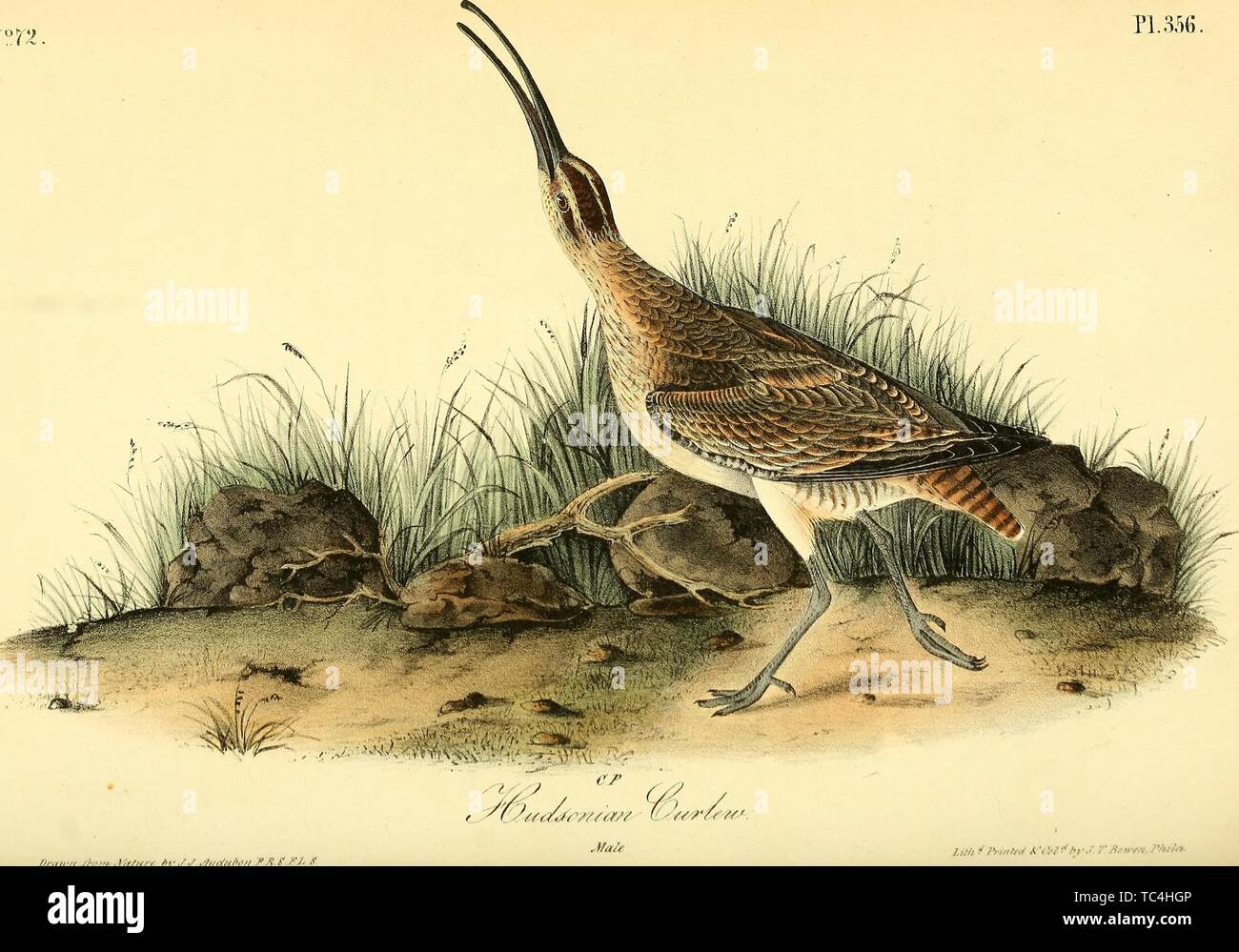 Gravure de la barge Curlew (Numenius hudsonicus), du livre 'Les oiseaux d'Amérique, à partir de dessins réalisés aux États-Unis et dans leurs territoires' de John James Audubon, 1840. Avec la permission de Internet Archive. () Banque D'Images