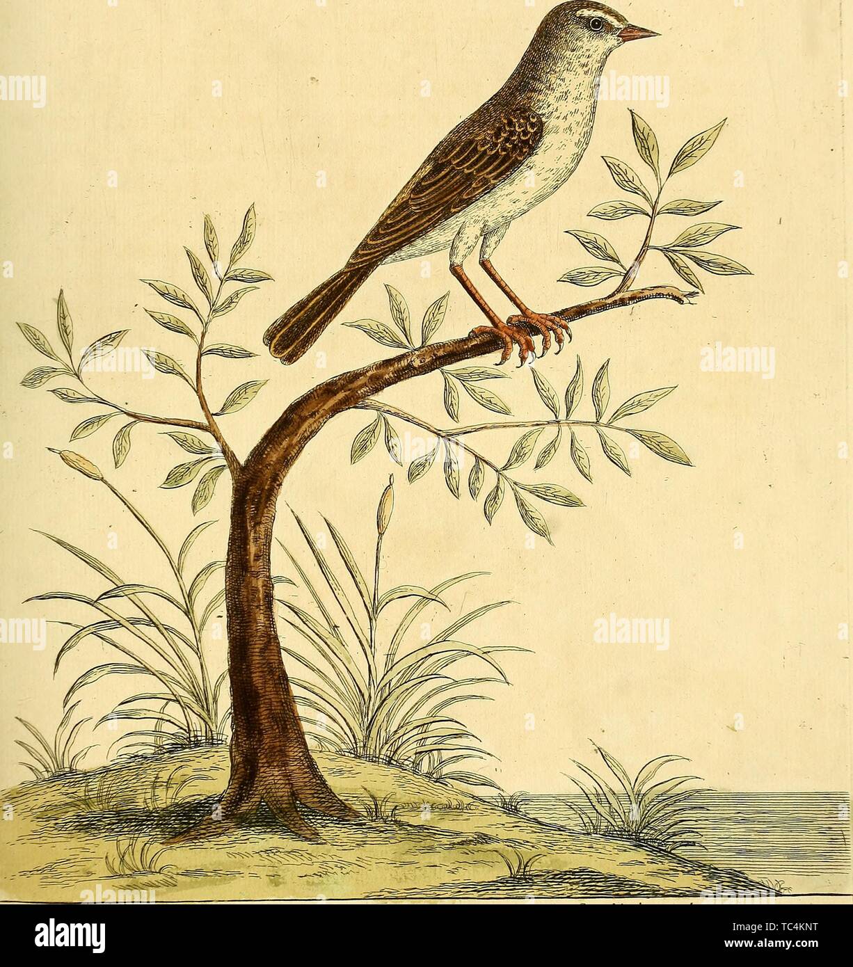 Gravure de l'oiseau de carex, du livre "Une histoire naturelle des oiseaux" par Eleazar Albin, William Derham, et Jonathan Dwight, 1731. Avec la permission de Internet Archive. () Banque D'Images