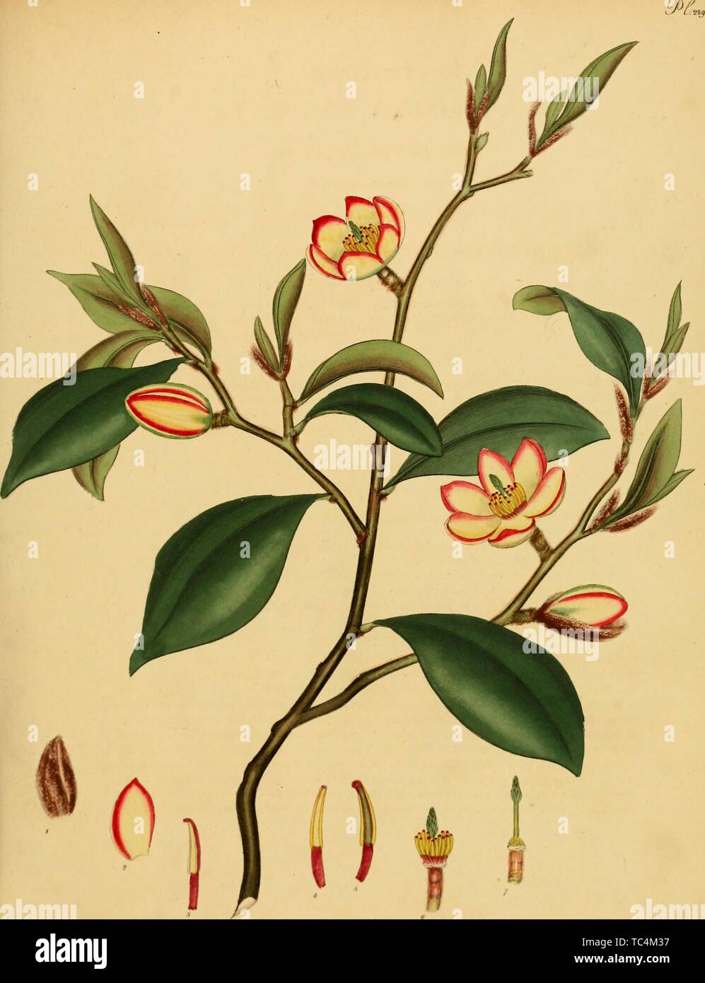 Gravure du Magnolia fuscata, du livre 'Le référentiel du botaniste, pour les nouveaux, et des plantes rares" par Charles Henry Andrews, 1797. Avec la permission de Internet Archive. () Banque D'Images