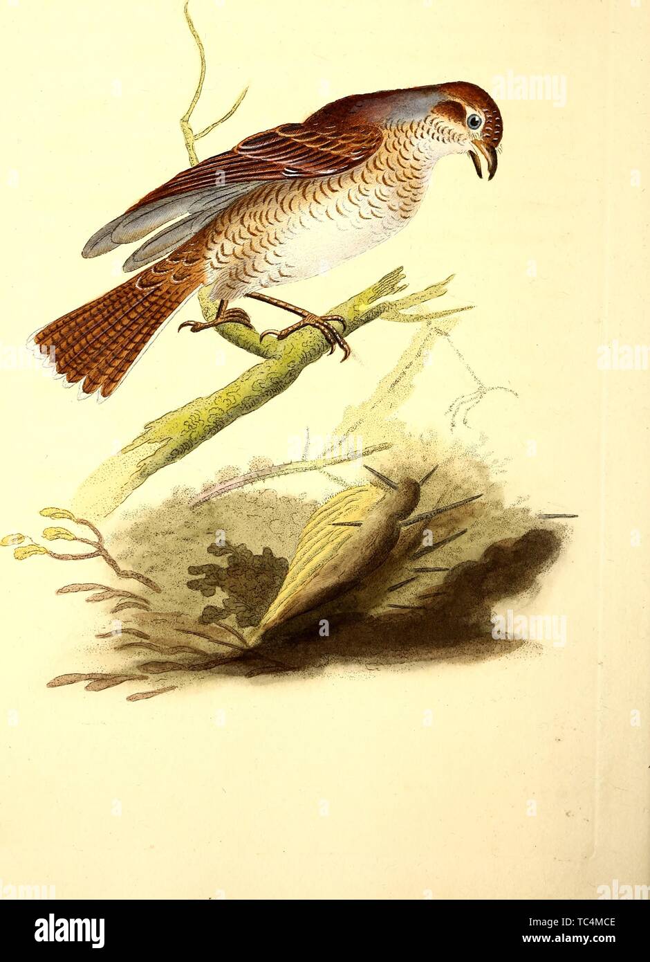 Gravure de l'Écorcheuse Red-Backed (Lanius collurio), du livre 'L'histoire naturelle des oiseaux britanniques' par Edward Donovan, 1794. Avec la permission de Internet Archive. () Banque D'Images