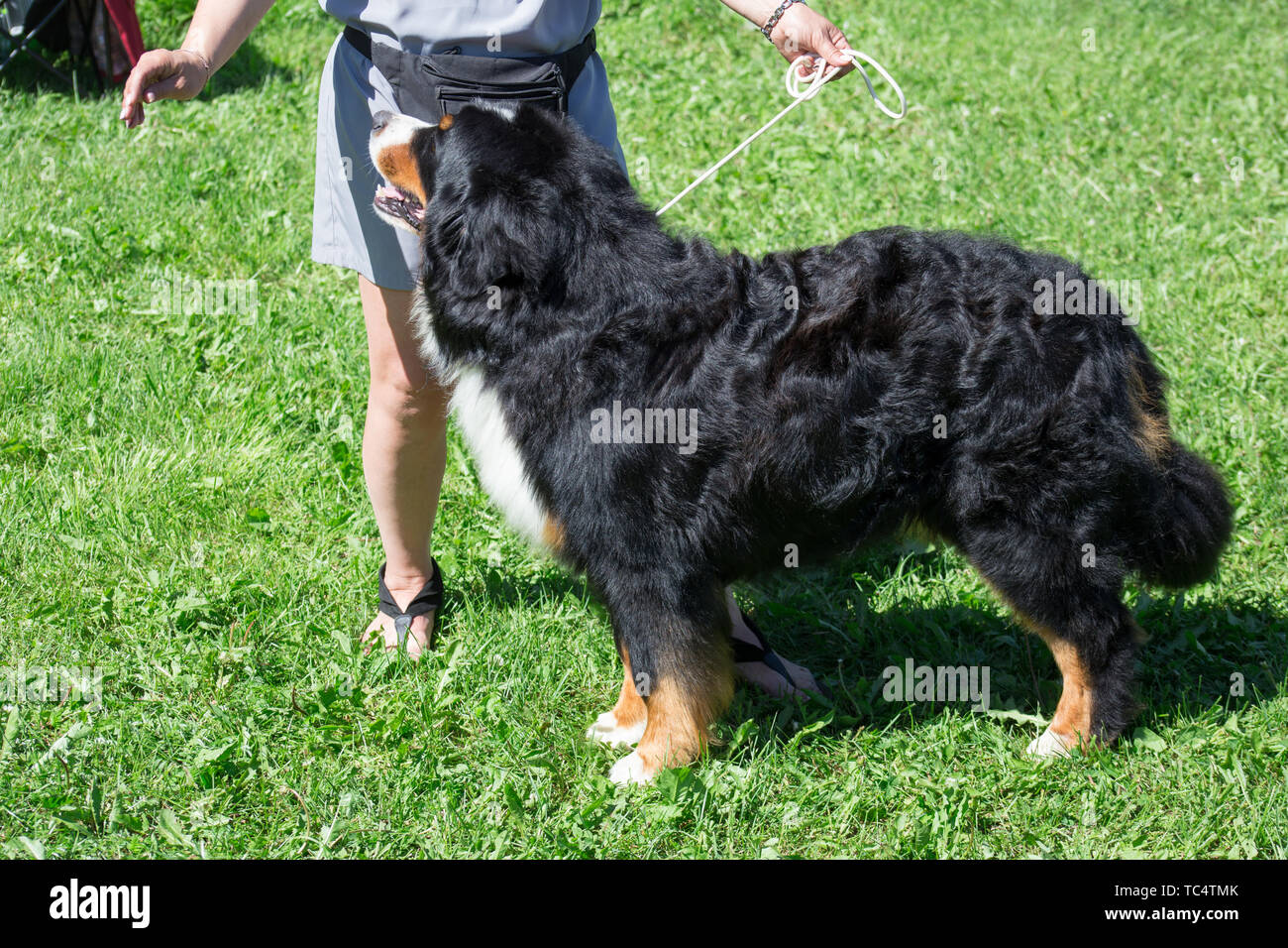 Mignon chiot est debout sur un pré vert avec son propriétaire. Animaux de compagnie. Banque D'Images