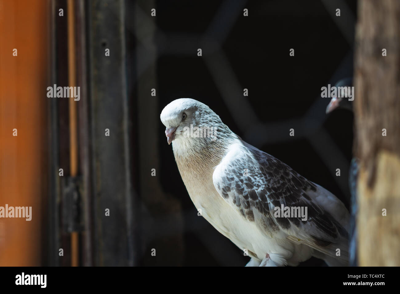 Portrait d'un pigeon dans une cage. Fermer image de beaux pigeons d'un autre genre. Banque D'Images Portrait d'un pigeon dans une cage. Fermer image de beaux pigeons d'un autre genre. Banque D'Images