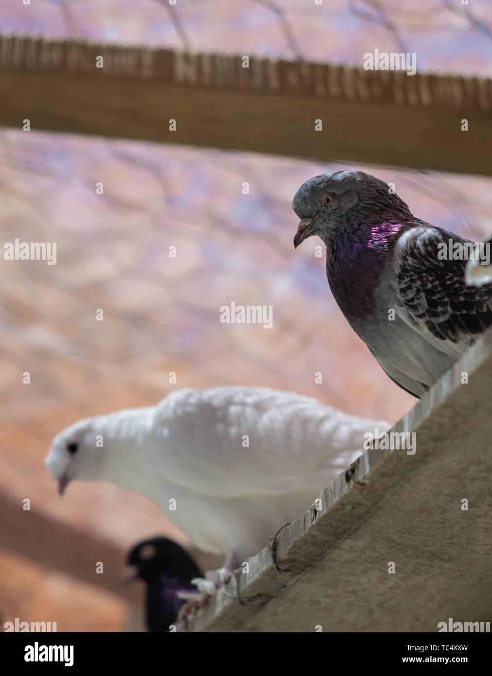 Portrait d'un pigeon dans une cage. Fermer image de beaux pigeons d'un autre genre. Banque D'Images