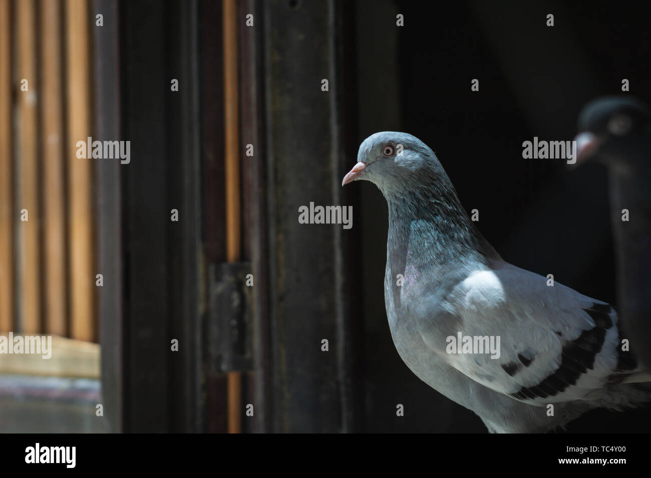 Portrait d'un pigeon dans une cage. Fermer image de beaux pigeons d'un autre genre. Banque D'Images Portrait d'un pigeon dans une cage. Fermer image de beaux pigeons d'un autre genre. Banque D'Images