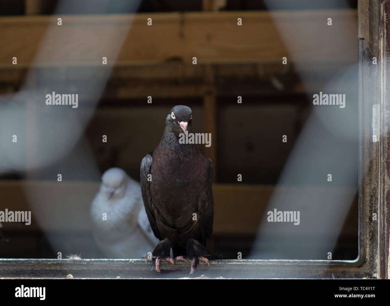 Portrait d'un pigeon dans une cage. Fermer image de beaux pigeons d'un autre genre. Banque D'Images