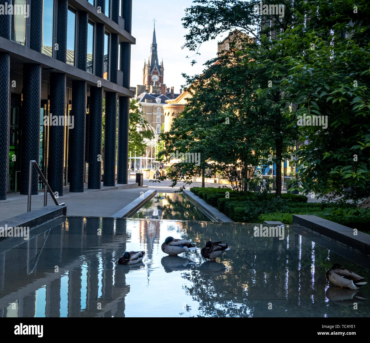 Canards bénéficiant de la réflexion de l'eau des piscines en Pancras Square dans le nouveau développement à Kings Cross à Londres, en Angleterre, au petit matin Banque D'Images