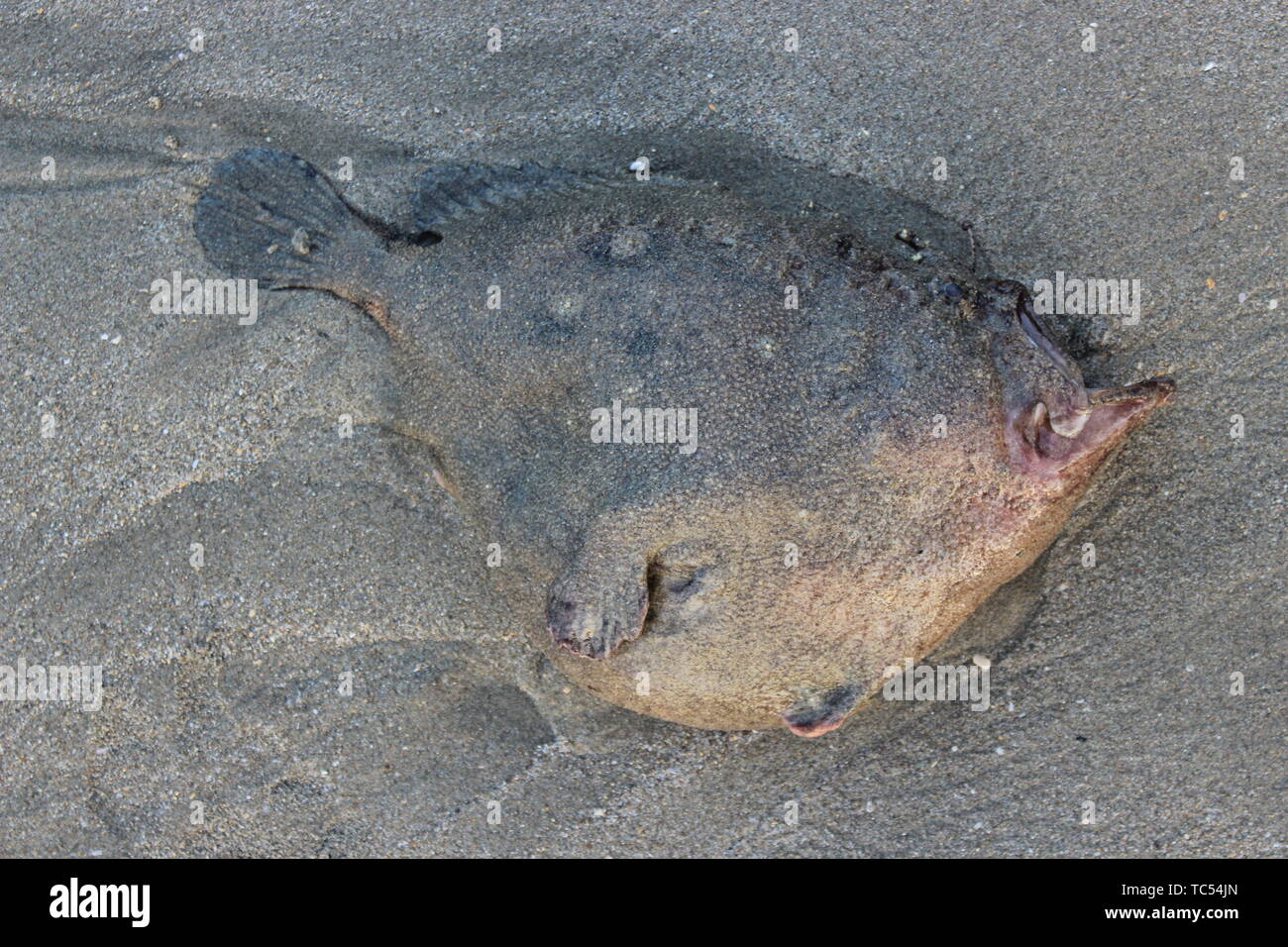 Deep Sea angler poisson mort sur la plage, au Pérou Banque D'Images