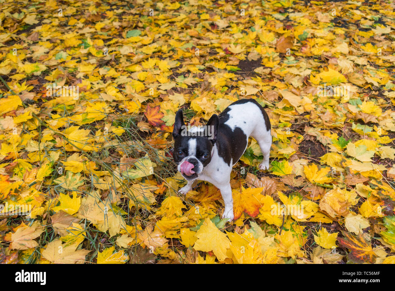 Bouledogue français. Banque D'Images