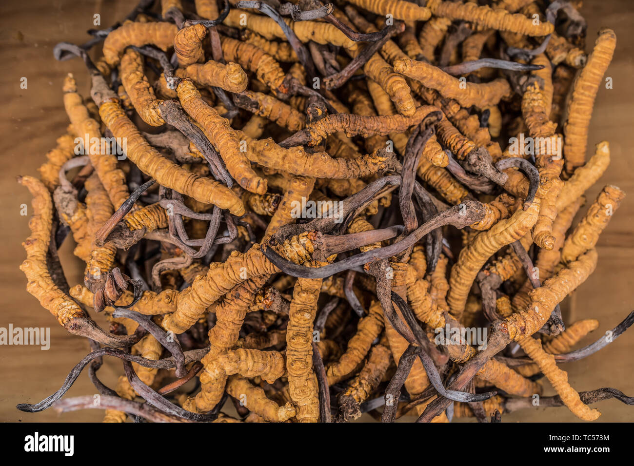 Cordyceps sinensis Banque D'Images