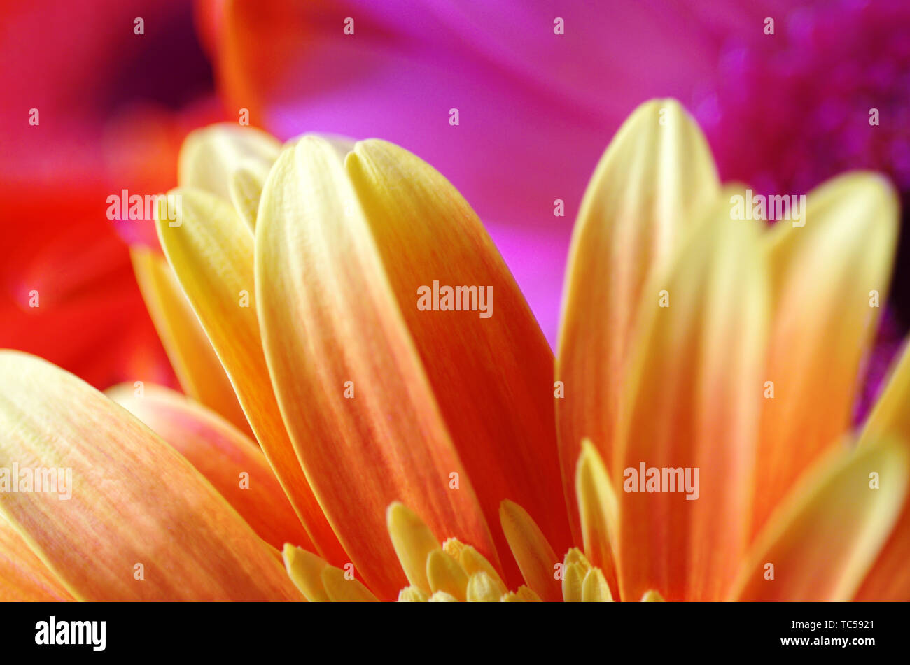 Fond naturel lumineux avec pétales de fleurs gerber Banque D'Images Fond naturel lumineux avec pétales de fleurs gerber Banque D'Images