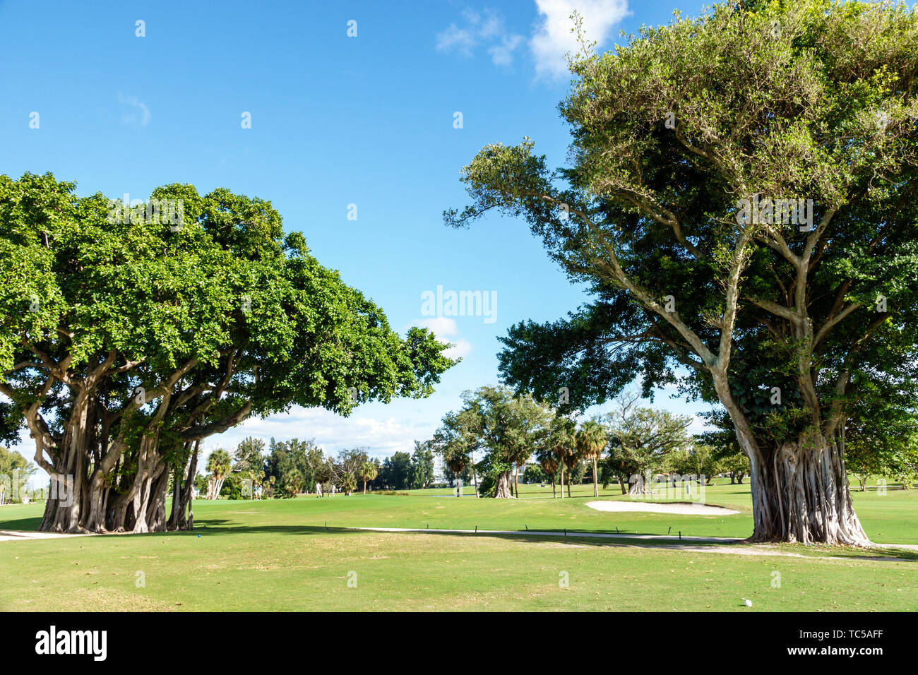Miami Beach Florida, Normandy Shores public Golf Club, banyan strangler figuier arbres, prop roots aériennes, FL190228007 Banque D'Images