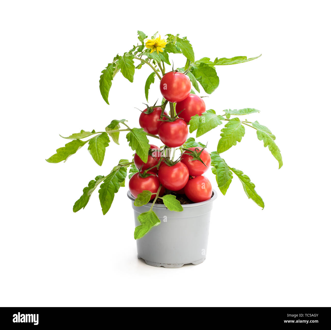 Fresh home cultivé plant de tomate avec des tomates. Concept de récolte énorme Banque D'Images