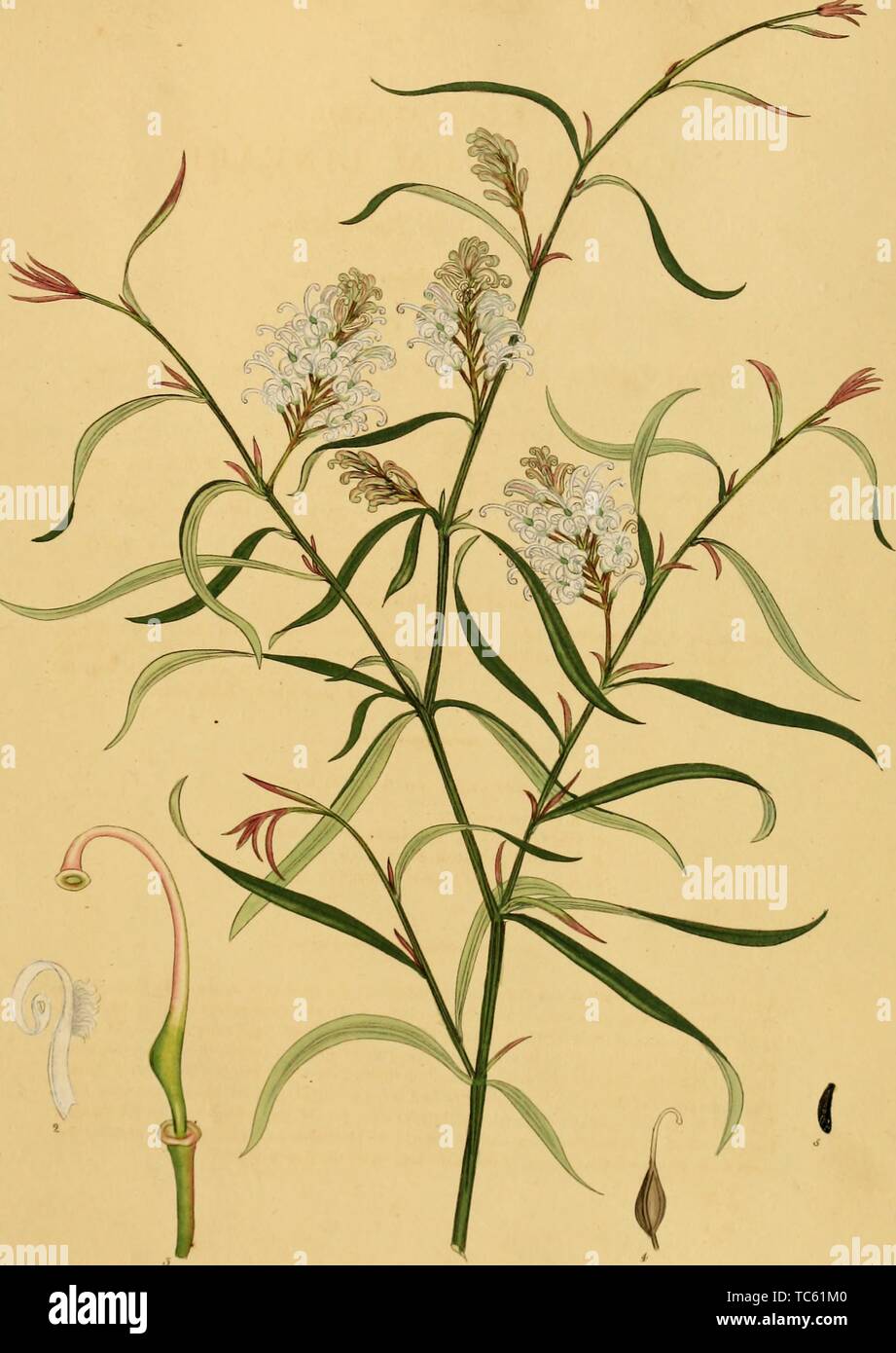 Gravure du Pin-leaved lobélie (Lobelia pinifolia), du livre 'Le référentiel du botaniste, pour les nouveaux, et des plantes rares" par Charles Henry Andrews, 1797. Avec la permission de Internet Archive. () Banque D'Images