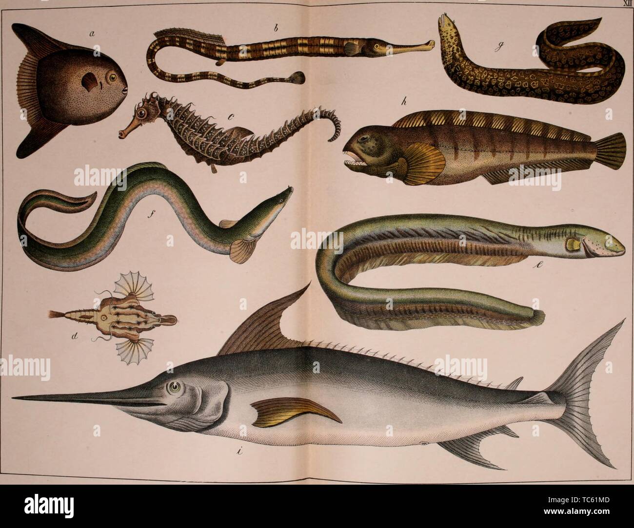 Gravure de l'Teleostei, crapet-soleil, grande pipe-poisson, Sea Horse, dragon des mers, anguille électrique, de l'anguille, poisson-loup, et l'épée-fish, du livre "histoire naturelle de l'Animal Kingdom pour l'utilisation des jeunes" par William Forsell Kirby, 1889. Avec la permission de Internet Archive. () Banque D'Images