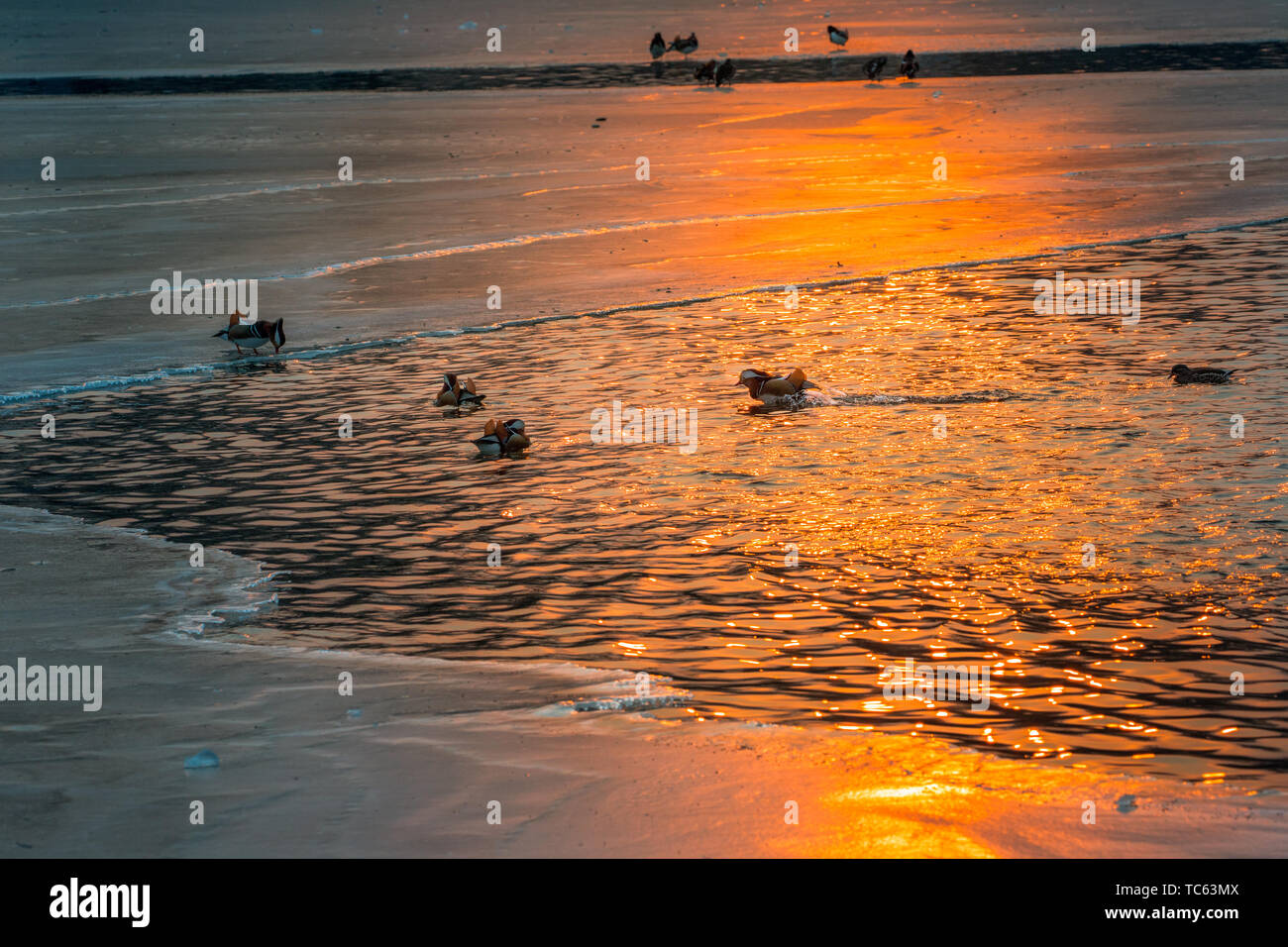 Le lac et la glace sous le soleil du soleil étincelaient comme de l'or fondu, et les canards mandarins sur le lac n'a pas sauter dans l'eau pour chasser joyeusement. Banque D'Images
