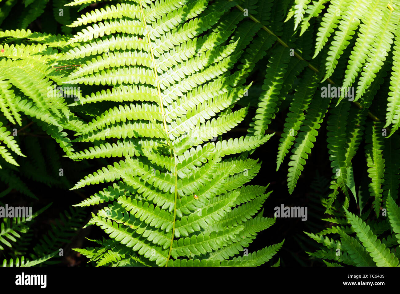 De plus en plus grande dans les semaines Bay Sarracénie Bog près de Magnolia Springs, Alabama, Etats-Unis Banque D'Images