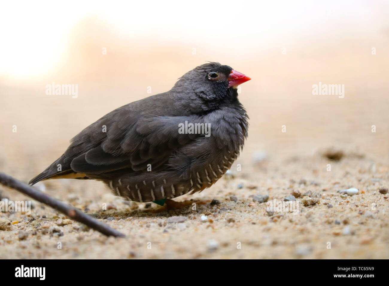 Little red-billed quailfinch (ortygospiza gabonensis) assis sur le sol de sable Banque D'Images