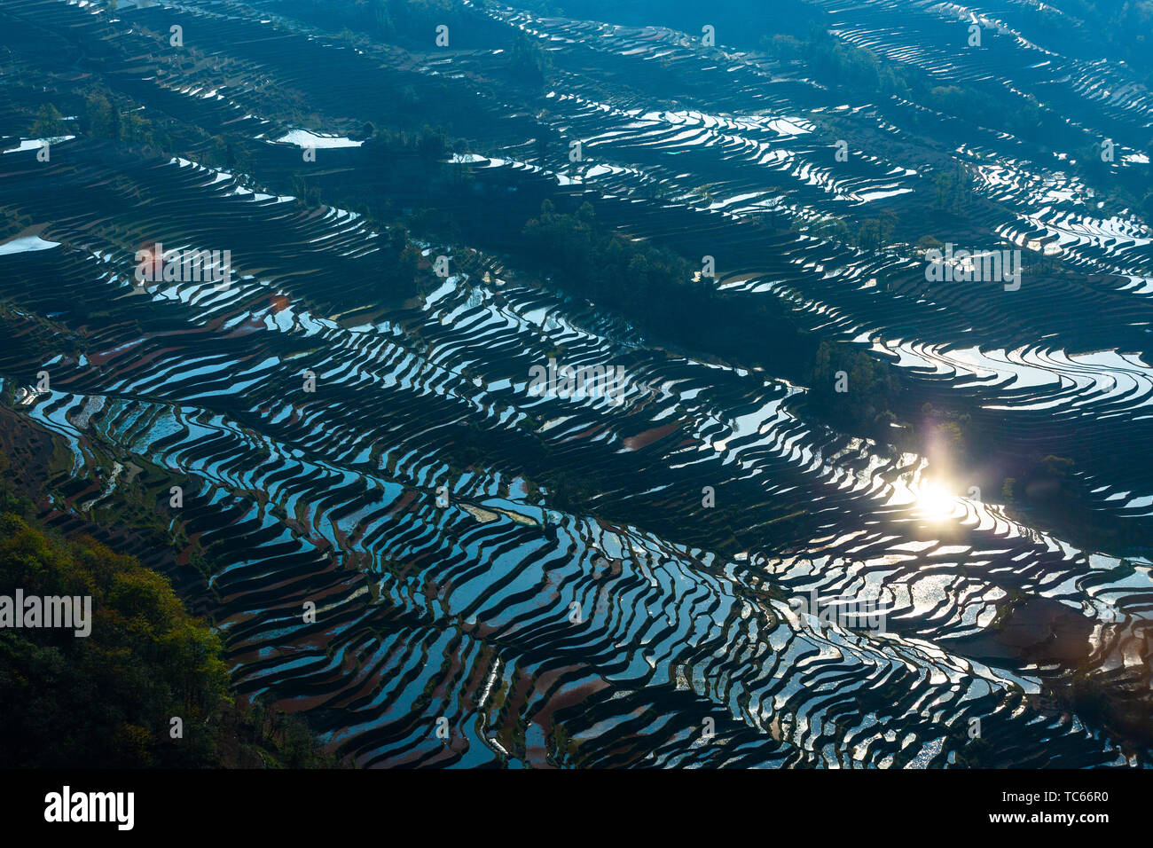 La montagne Yilao terrasses à Yuanyang, Yunnan le 13 mars 2019 sont le moment de l'irrigation et de champs. La mer de nuages de vapeur sur l'arbre le lever du soleil, le coucher de soleil paysage de la bouche de l'aigle est encore plus charmant, et l'amour Le printemps et bleu terrasses entourent le village. Ces sont à couper le souffle pour les touristes. Banque D'Images
