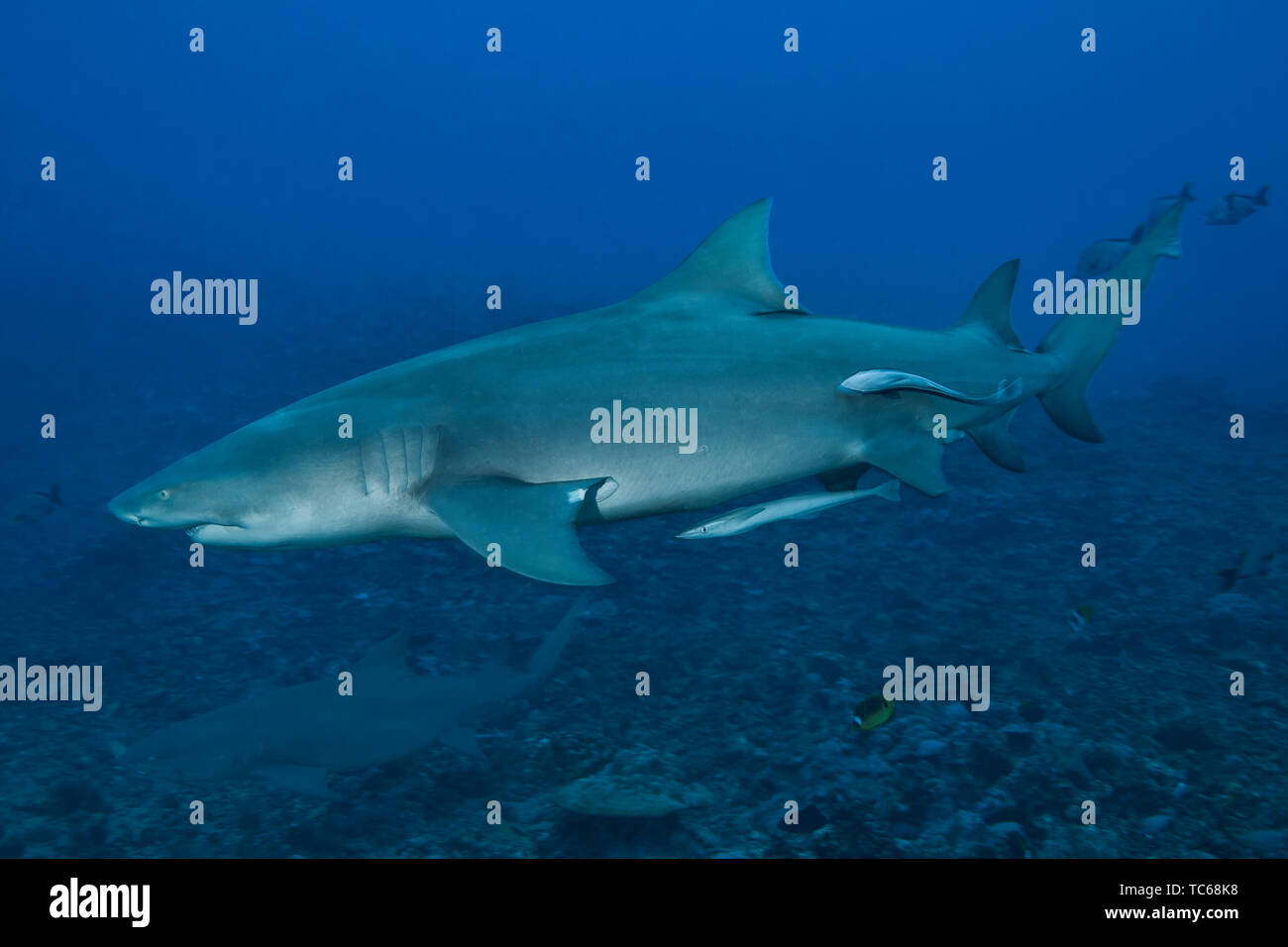 Le requin- Requin citron (Negaprion brevirostris) Banque D'Images