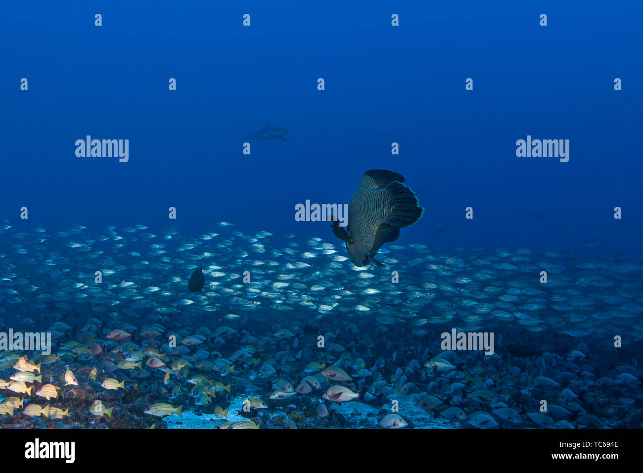 Poisson Napoléon (Cheilinus undulatus), l'atoll de Rangiroa, Polynésie française. Banque D'Images