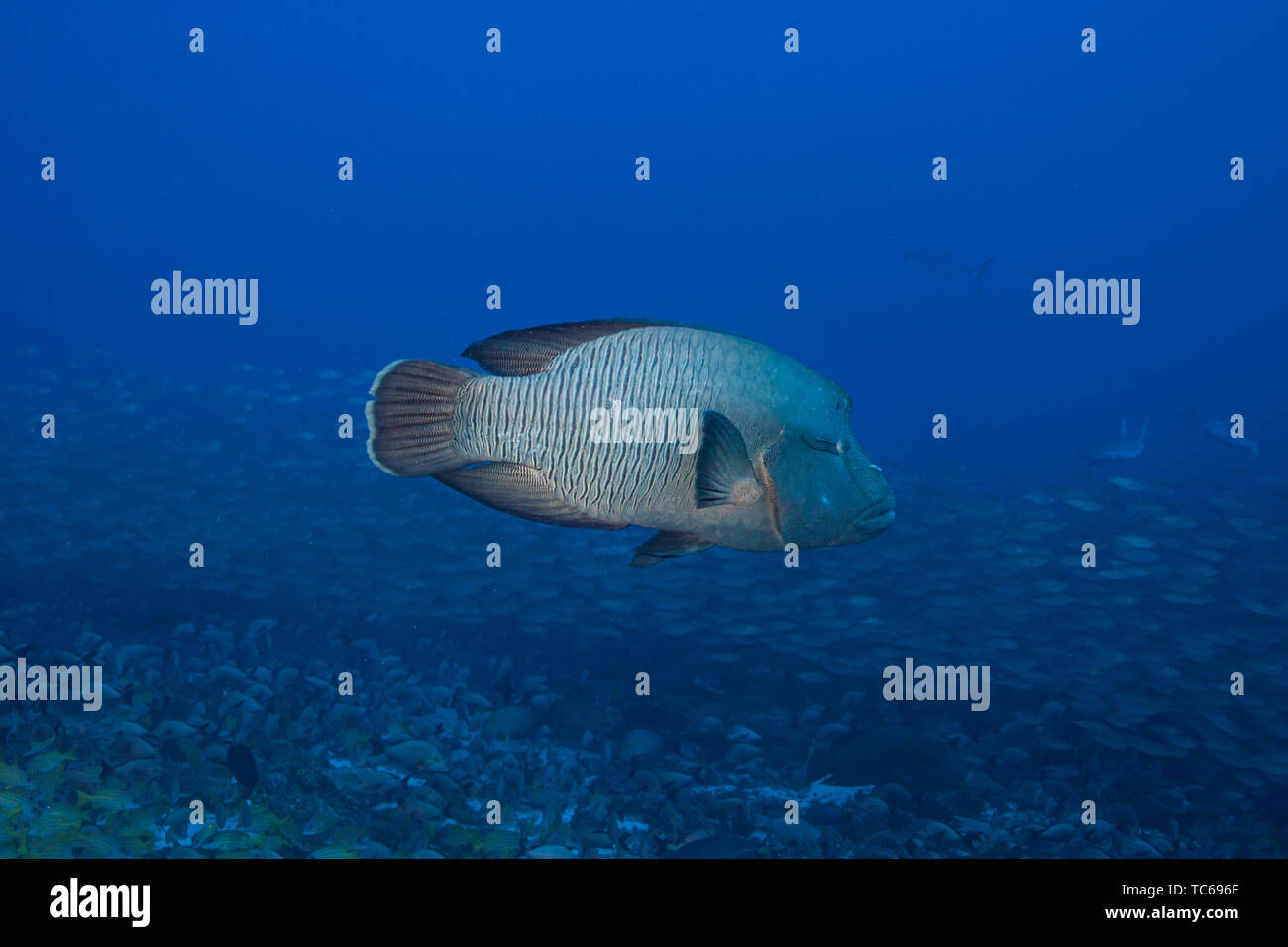 Poisson Napoléon (Cheilinus undulatus), l'atoll de Rangiroa, Polynésie française. Banque D'Images