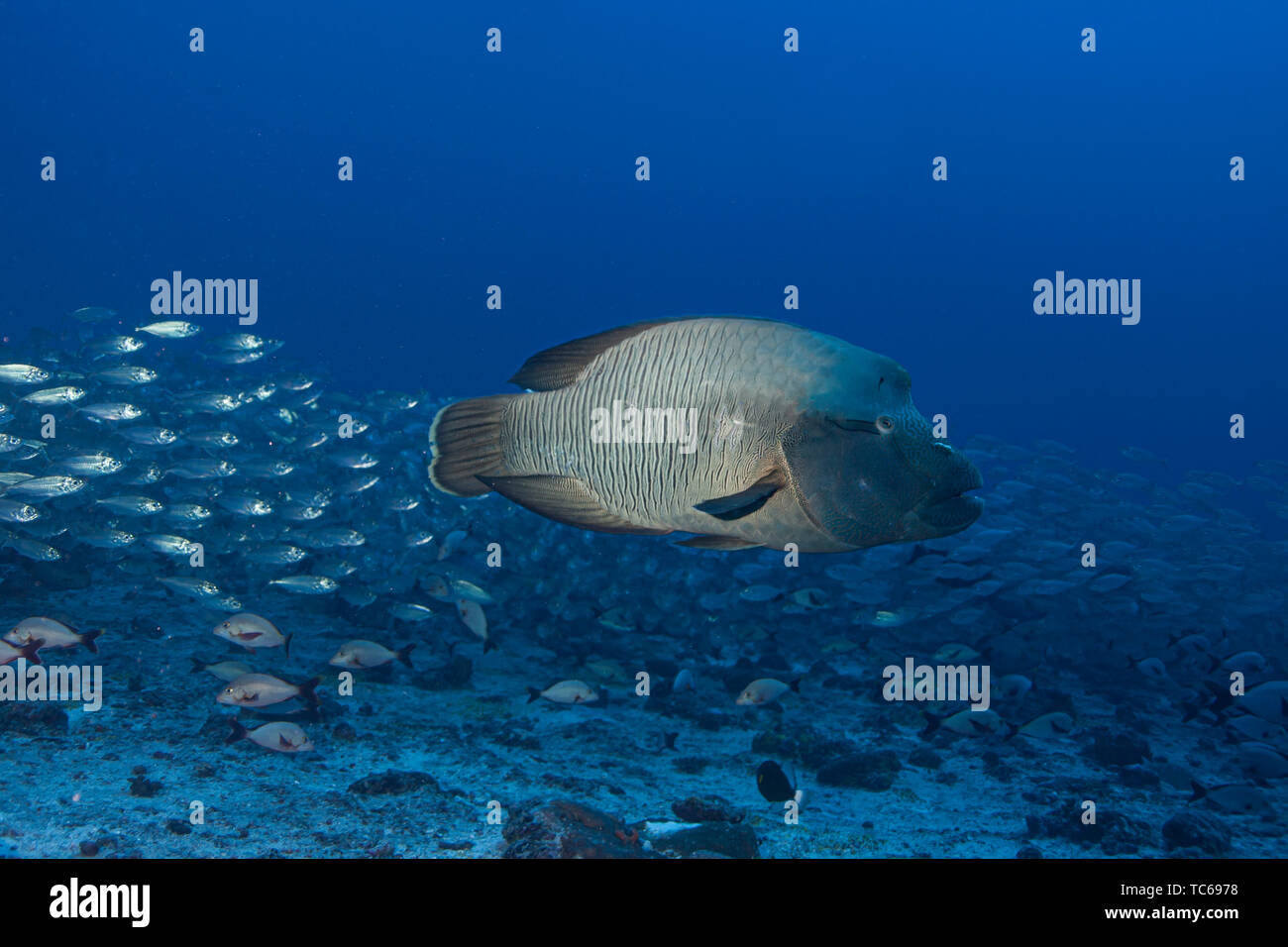 Poisson Napoléon (Cheilinus undulatus), l'atoll de Rangiroa, Polynésie française. Banque D'Images