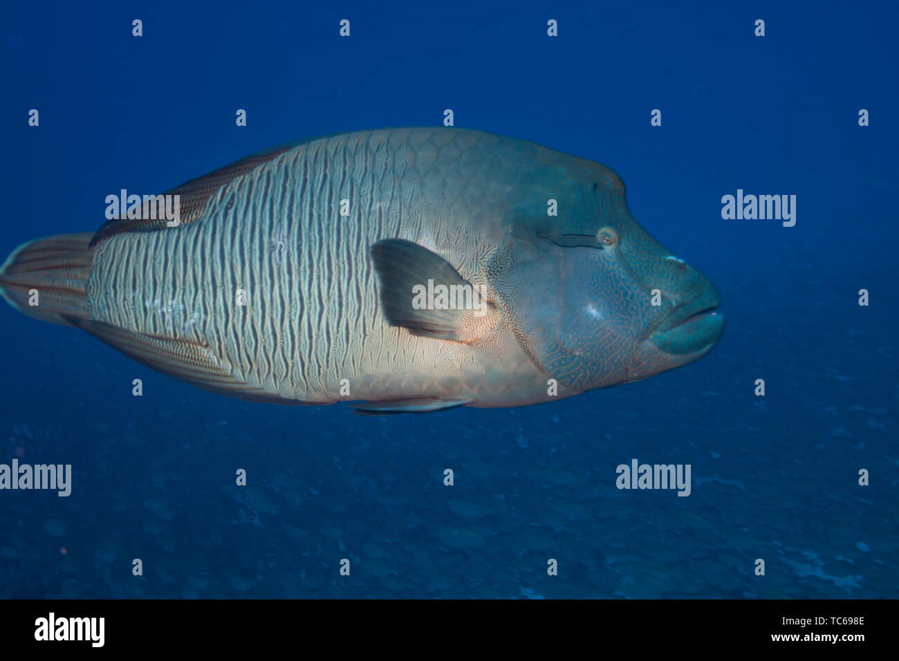 Poisson Napoléon (Cheilinus undulatus), l'atoll de Rangiroa, Polynésie française. Banque D'Images