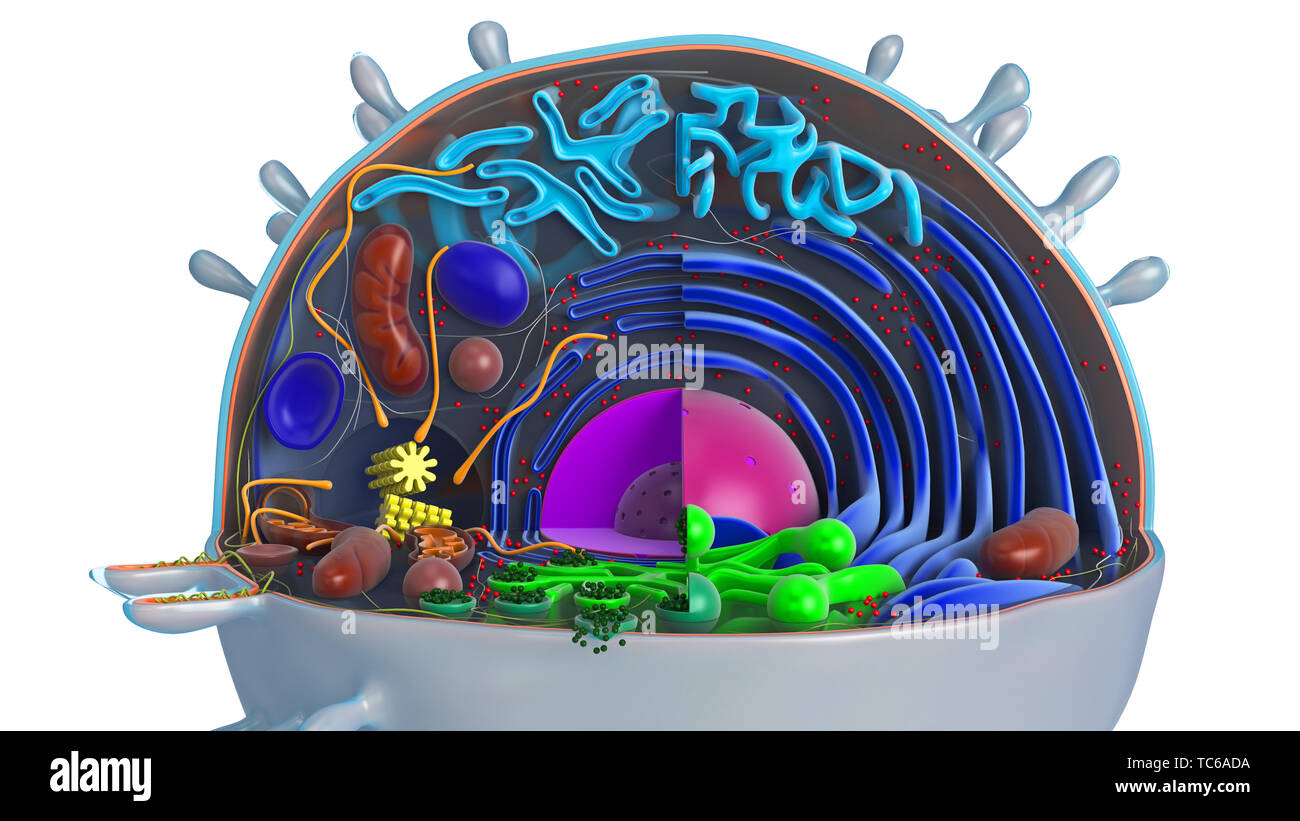 Dans la section de cellules animales, multi-couleur, voir de très près. Le rendu 3D Banque D'Images