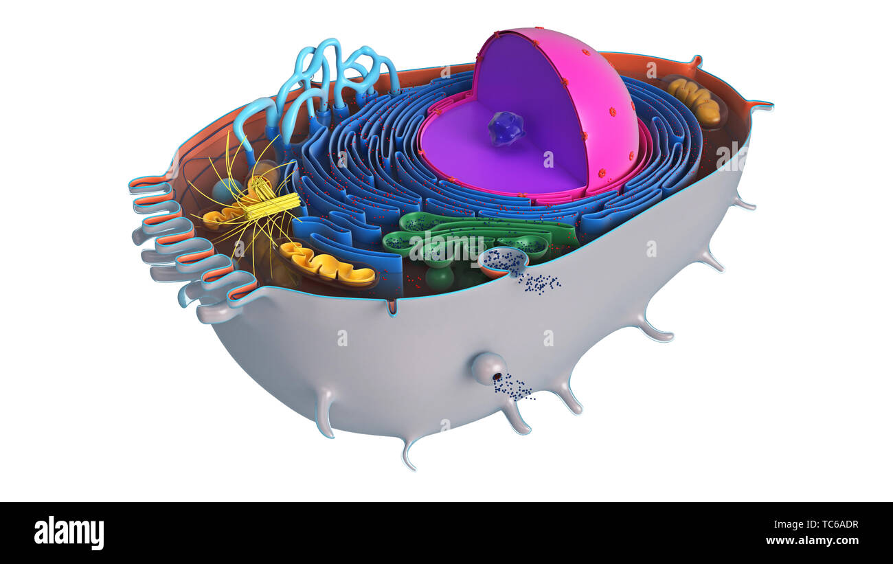 Dans la section de cellules animales, biologie sciences multicolores. Le rendu 3D Banque D'Images