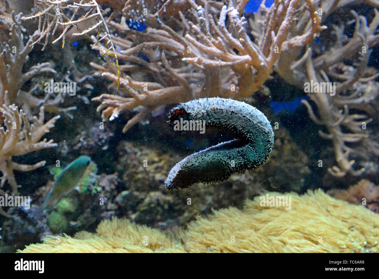 Black long concombre de mer Holothuria leucospilota () parmi les récifs coralliens à l'aquarium du zoo de Londres, ZSL London Zoo, London, UK Banque D'Images